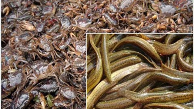 Lúa hữu cơ kết hợp nuôi cua ở Thái Bình - Một cách làm mới