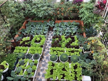 Phát triển nông nghiệp hữu cơ tại đô thị và giá trị bền vững tới cộng đồng