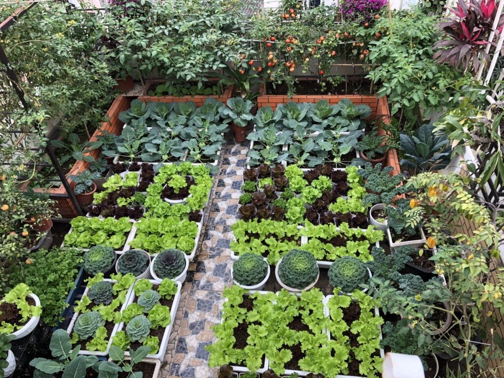 Phát triển nông nghiệp hữu cơ tại đô thị và giá trị bền vững tới cộng đồng