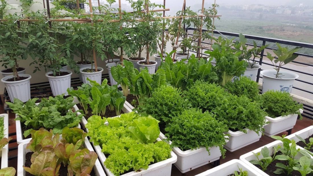 Phát triển nông nghiệp hữu cơ tại đô thị và giá trị bền vững tới cộng đồng