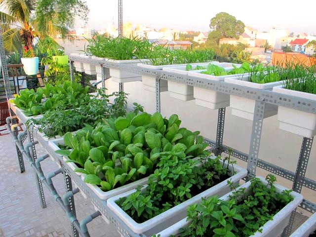 Phát triển nông nghiệp hữu cơ tại đô thị và giá trị bền vững tới cộng đồng