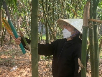 Mô hình trồng măng hữu cơ đem lại hiệu quả và bền vững tại Đà Nẵng
