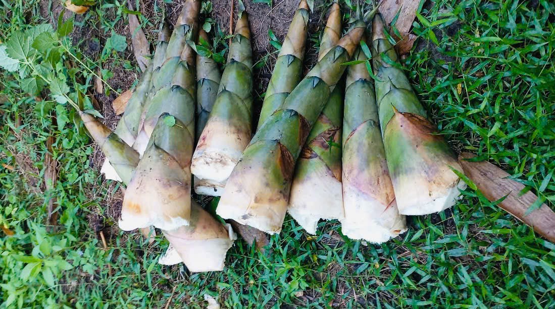 Mô hình trồng măng hữu cơ đem lại hiệu quả và bền vững tại Đà Nẵng