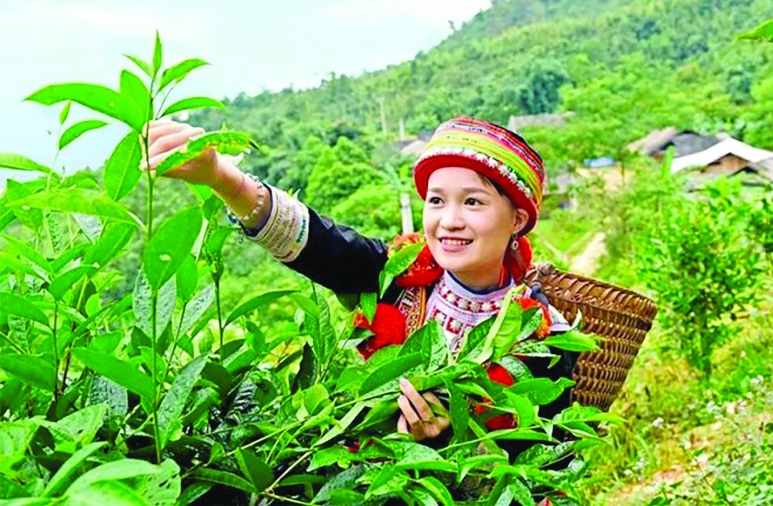 Phát triển nông nghiệp hữu cơ: Tiềm năng và thách thức