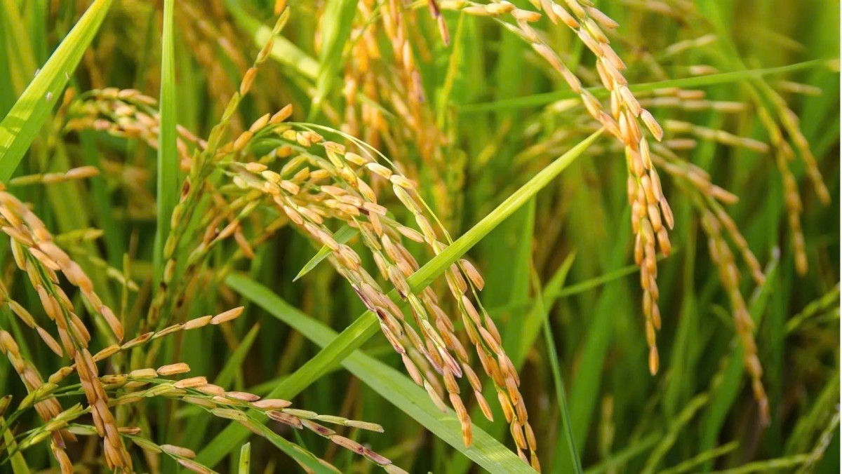 Hợp tác xã nông nghiệp: Vai trò then chốt trong xây dựng nông thôn mới ở Quảng Ngãi