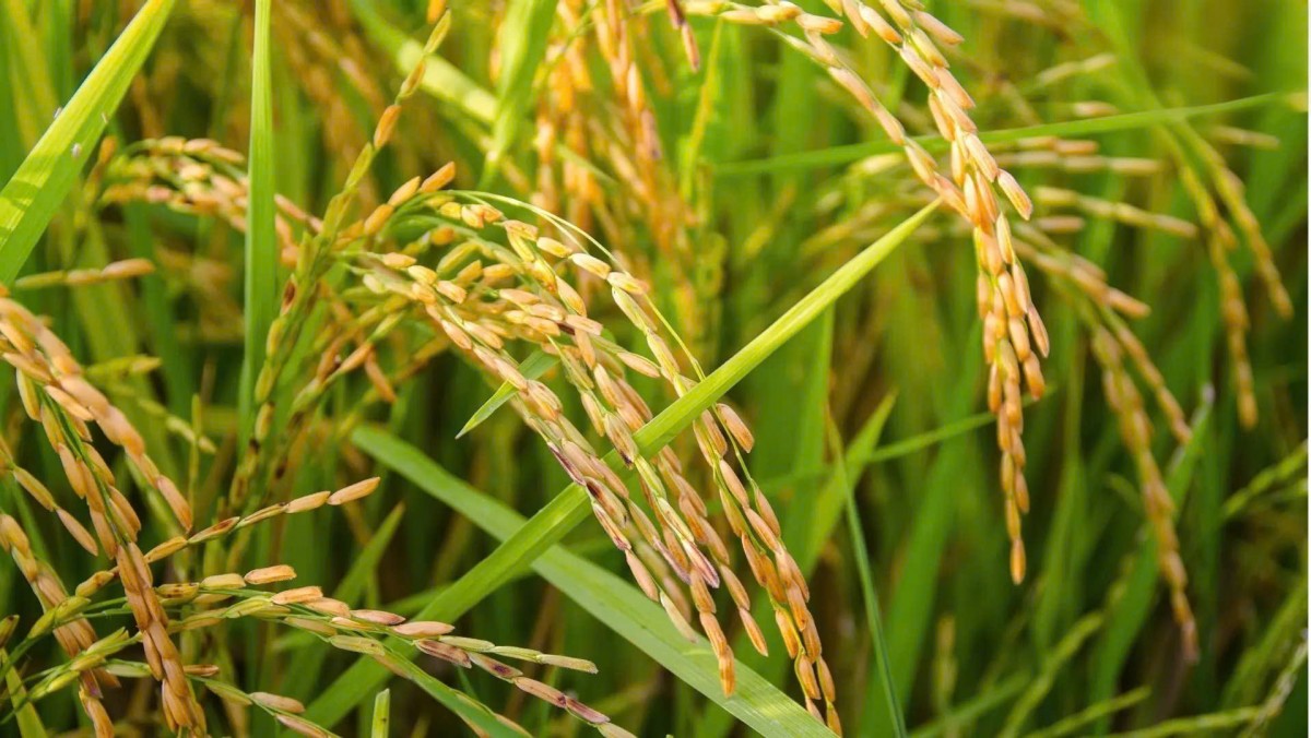 Hợp tác xã nông nghiệp: Vai trò then chốt trong xây dựng nông thôn mới ở Quảng Ngãi