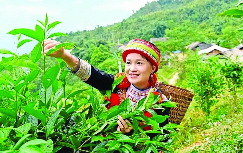 Phát triển nông nghiệp hữu cơ: Tiềm năng và thách thức