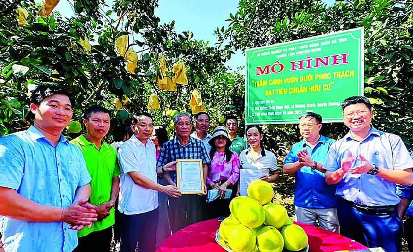 Phát triển nông nghiệp hữu cơ: Tiềm năng và thách thức