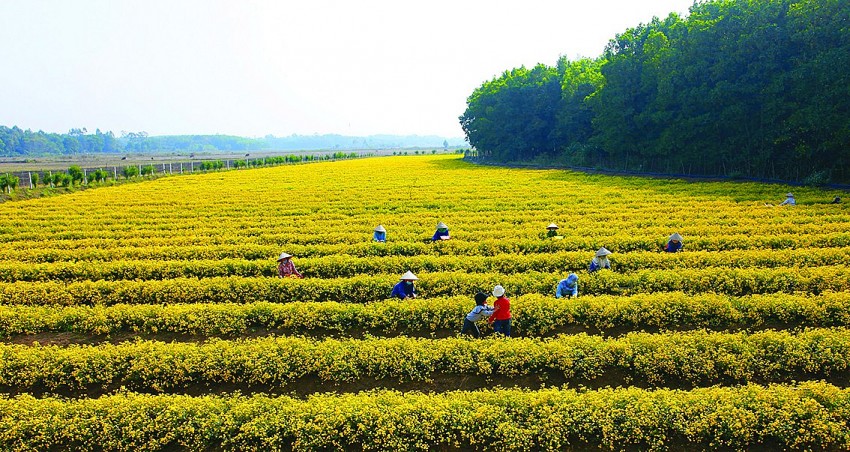 Phát triển nông nghiệp hữu cơ: Tiềm năng và thách thức