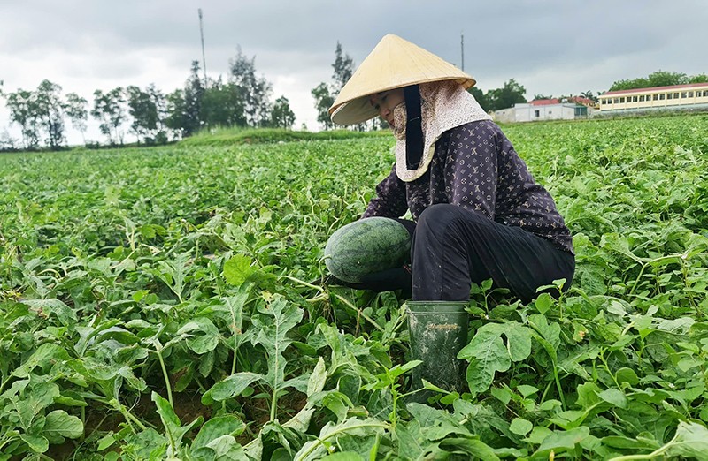 Quảng Bình chú trọng chuyển đổi cơ cấu cây trồng nhằm tăng giá trị nông sản