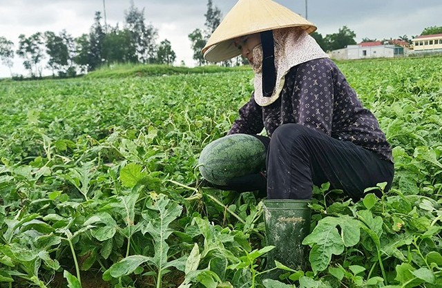 Quảng Bình chú trọng chuyển đổi cơ cấu cây trồng nhằm tăng giá trị nông sản