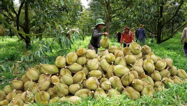 Lâm Đồng đề nghị hỗ trợ kiểm soát chất lượng sản phẩm sầu riêng phục vụ xuất khẩu