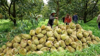 Lâm Đồng đề nghị hỗ trợ kiểm soát chất lượng sản phẩm sầu riêng phục vụ xuất khẩu