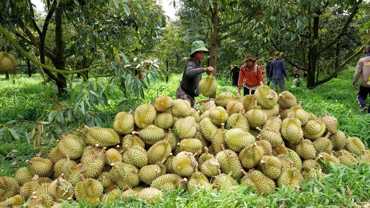 Lâm Đồng: Chỉ xuất khẩu sầu riêng khi đảm bảo kiểm soát 100% sản phẩm
