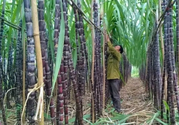 Kon Tum triển khai các giải pháp phát triển sản xuất nông nghiệp