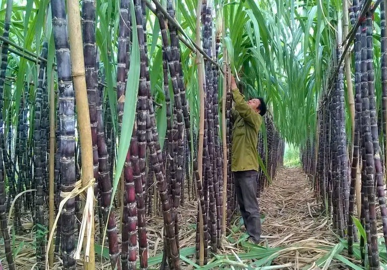 Kon Tum triển khai các giải pháp phát triển sản xuất nông nghiệp
