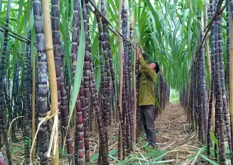 Kon Tum triển khai các giải pháp phát triển sản xuất nông nghiệp