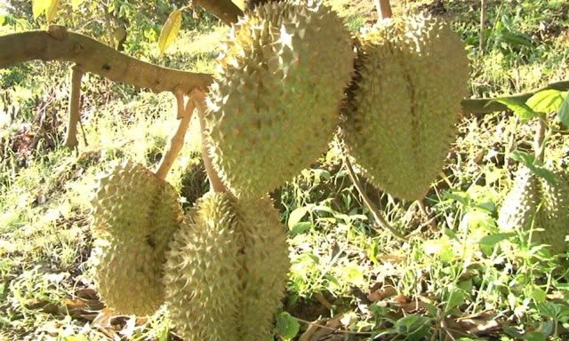 Huyện Đam Rông: Chỉ đạo giám sát hoạt động sản xuất, xuất khẩu sầu riêng