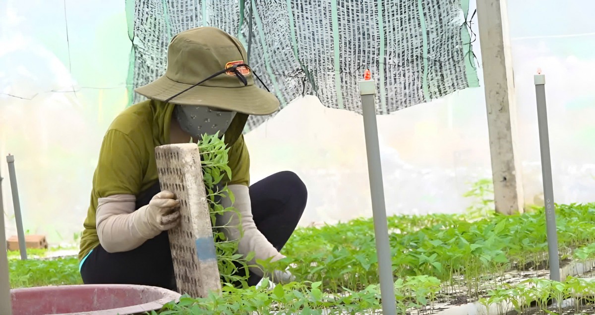 Nông dân Quảng Ngãi làm giàu từ nghề ươm cây giống