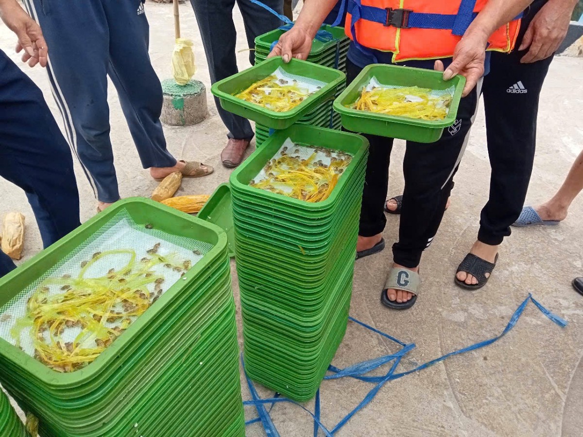 Hải Phòng: Phối hợp cùng doanh nghiệp thả cua giống xuống biển bảo vệ nguồn lợi thủy sản
