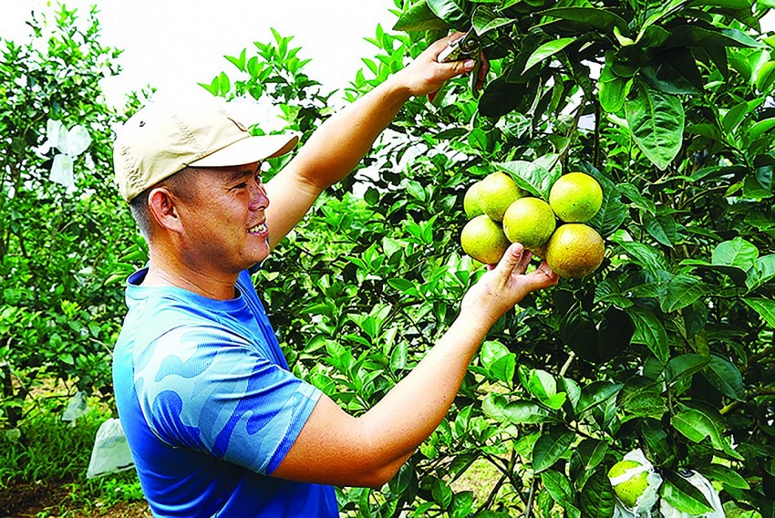 Đồng hành hỗ trợ nông dân làm nông nghiệp hữu cơ theo mô hình HTX