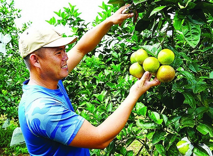 Đồng hành hỗ trợ nông dân làm nông nghiệp hữu cơ theo mô hình HTX