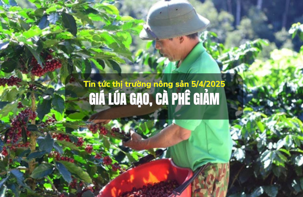 Tin tức thị trường nông sản 5/4/2025: Giá lúa gạo, cà phê giảm