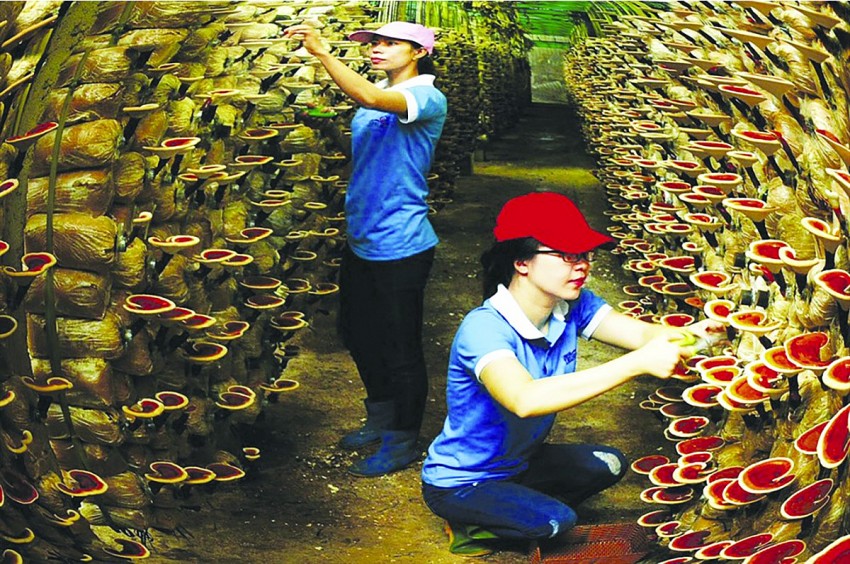 Sản phẩm nông nghiệp hữu cơ thích ứng thị trường
