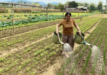 Phát triển rau an toàn cần xây dựng liên kết theo chuỗi giá trị và kết nối cung cầu bền vững