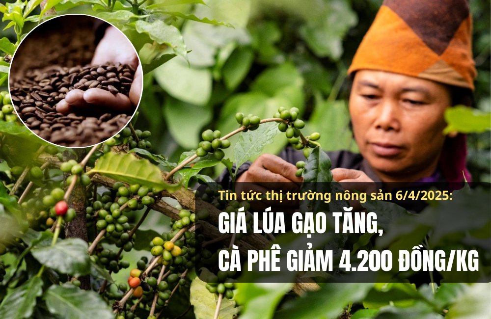 Tin tức thị trường nông sản 06/4/2025: Giá lúa gạo tăng, cà phê giảm 4.200 đồng/kg