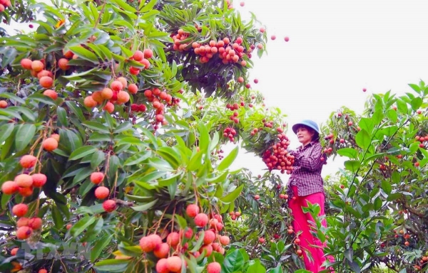 Hải Dương dự báo sản lượng vải thiều Thanh Hà đạt 38.000 tấn