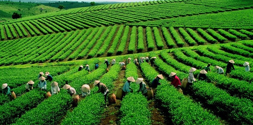 Thái Nguyên ra mắt gian hàng nông sản chung trên Sàn thương mại điện tử Shopee