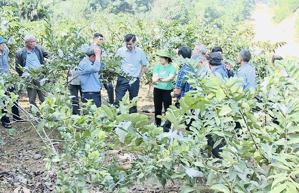Quỹ hỗ trợ nông dân – Nguồn lực quan trọng thúc đẩy kinh tế nông thôn phát triển