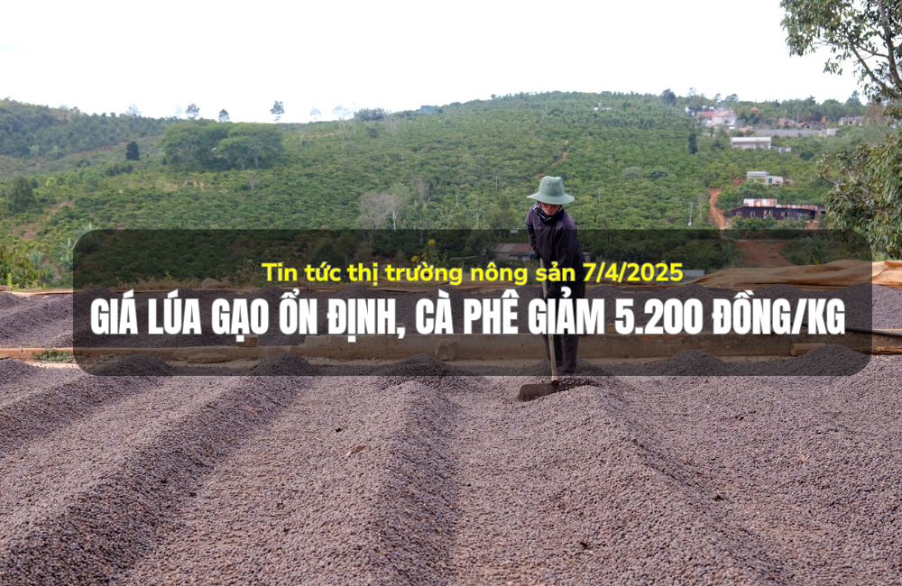 Tin tức thị trường nông sản 7/4/2025: Giá lúa gạo ổn định, cà phê giảm mạnh 5.200 đồng/kg