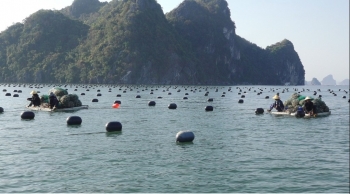 Quảng Ninh: Huyện Vân Đồn tích cực triển khai giao khu vực nuôi biển cho người dân
