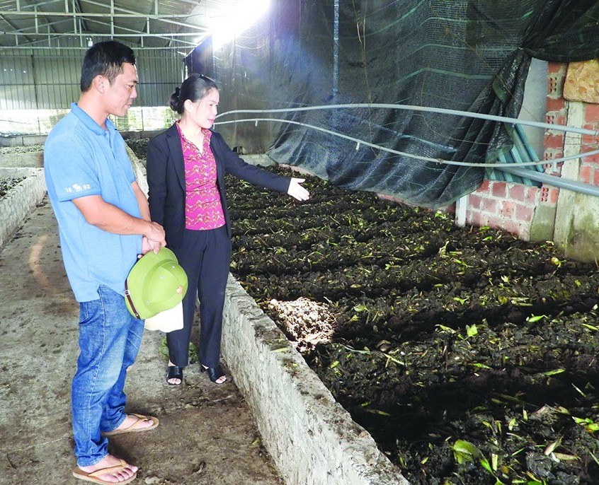 HTX Nông nghiệp hữu cơ Hạ Long xanh hướng tới nông nghiệp sạch