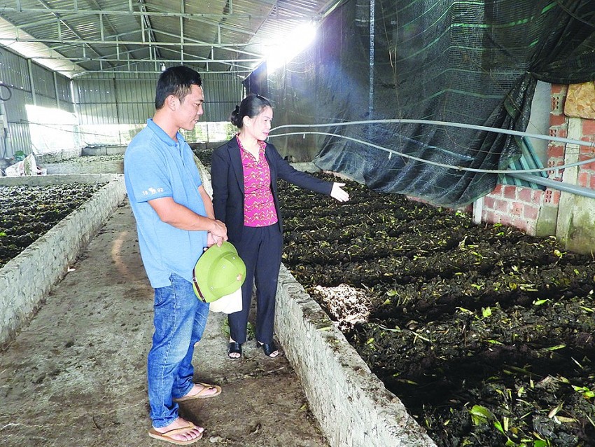HTX Nông nghiệp hữu cơ Hạ Long xanh hướng tới nông nghiệp sạch