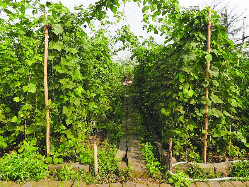 HTX Nông nghiệp hữu cơ Hạ Long xanh hướng tới nông nghiệp sạch