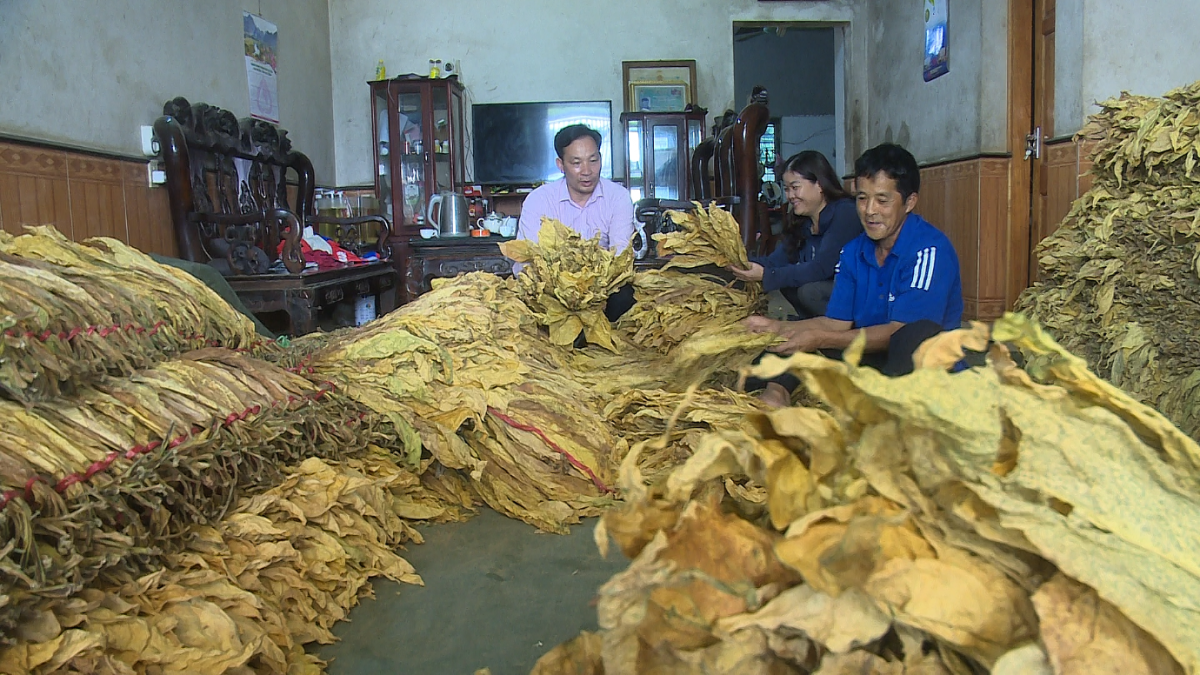 Cao Bằng: Nông dân Hoà An làm giàu từ cây thuốc lá
