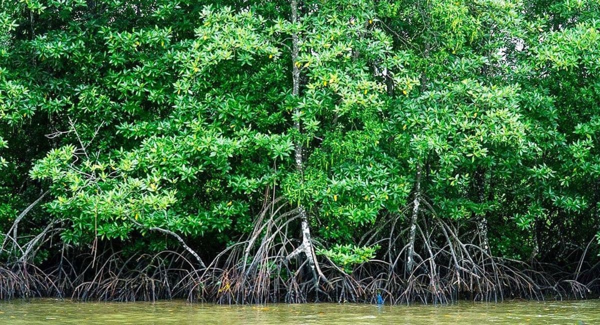Trồng Đước ngăn mặn: Lợi ích kinh tế và môi trường