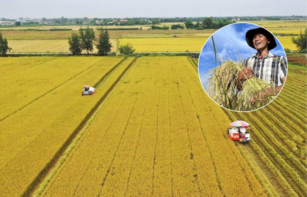 Phát triển chuỗi giá trị nông nghiệp nhằm tạo ra giá trị kinh tế cao