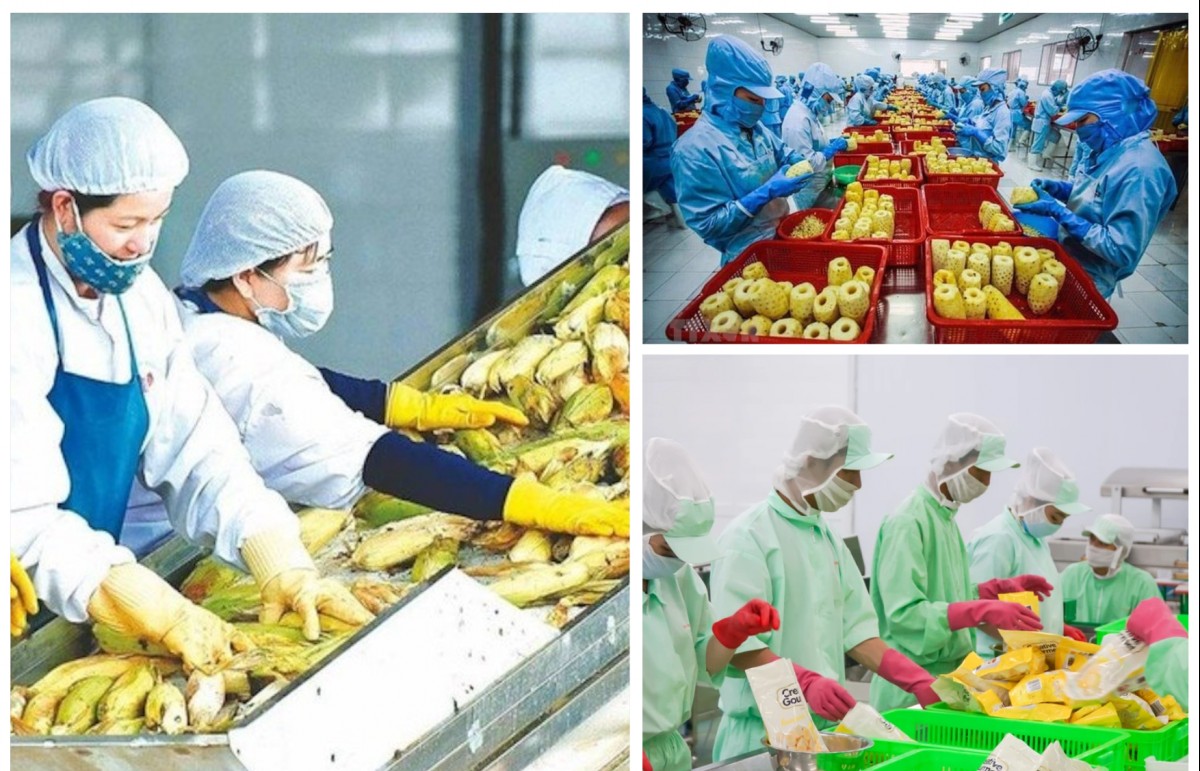 Việt Nam và Uzbekistan tăng cường hợp tác trong lĩnh vực nông nghiệp và chế biến nông sản