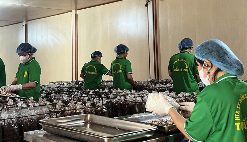 Ba đơn vị ở Quảng Bình nhận danh hiệu Ngôi sao Hợp tác xã “CoopStar Awards” năm 2025