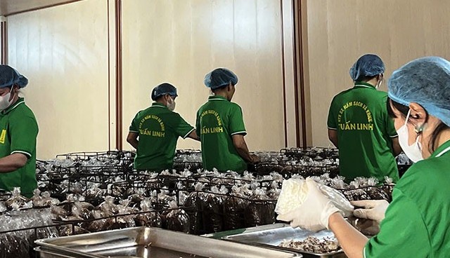 Ba đơn vị ở Quảng Bình nhận danh hiệu Ngôi sao Hợp tác xã “CoopStar Awards” năm 2025