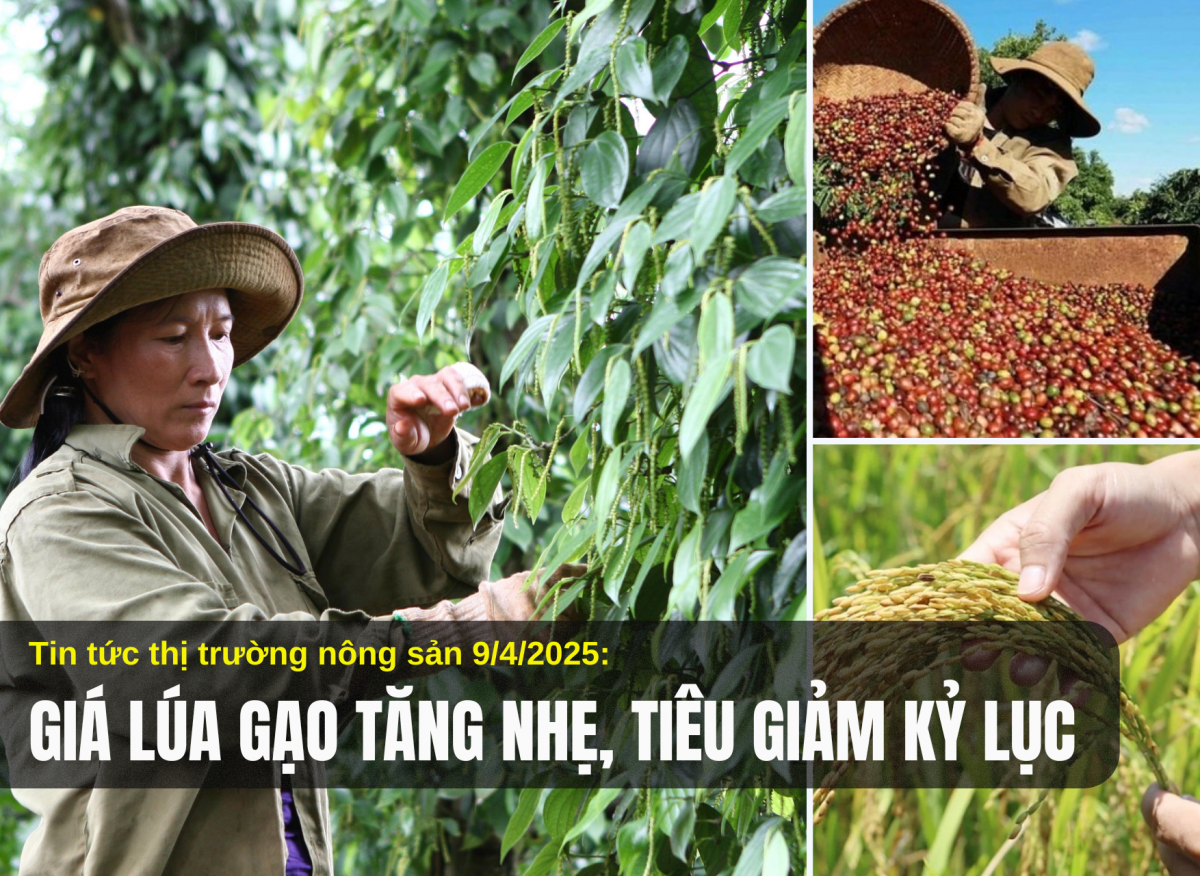 Tin tức thị trường nông sản 09/4/2025: Giá lúa gạo tăng nhẹ, tiêu giảm kỷ lục