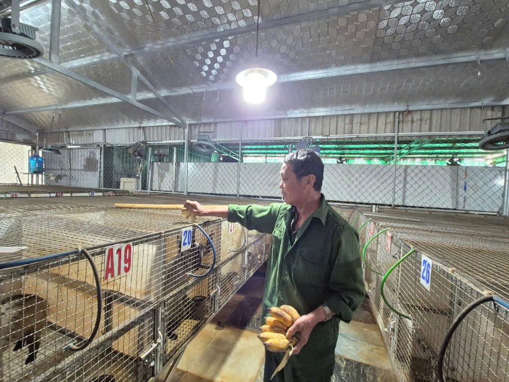 Chuyện tỉ phú nuôi cầy hương ở xứ Thanh