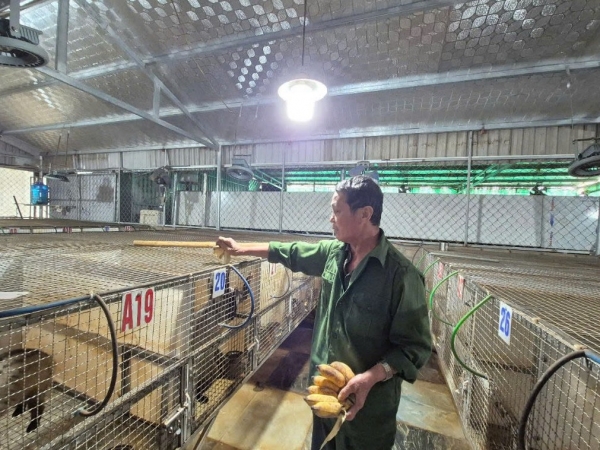 Chuyện tỉ phú nuôi cầy hương ở xứ Thanh