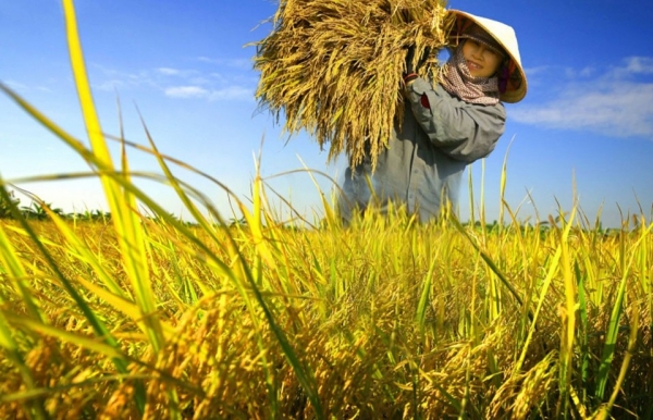 Nông dân - lực lượng quyết định thành bại của Nông nghiệp Hữu cơ