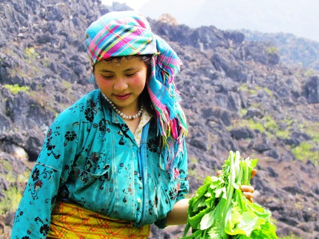 Độc đáo việc trồng xen canh ngô và rau trên cao nguyên đá Đồng Văn