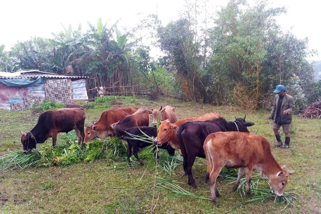 Câu chuyện nông dân A Lưới 